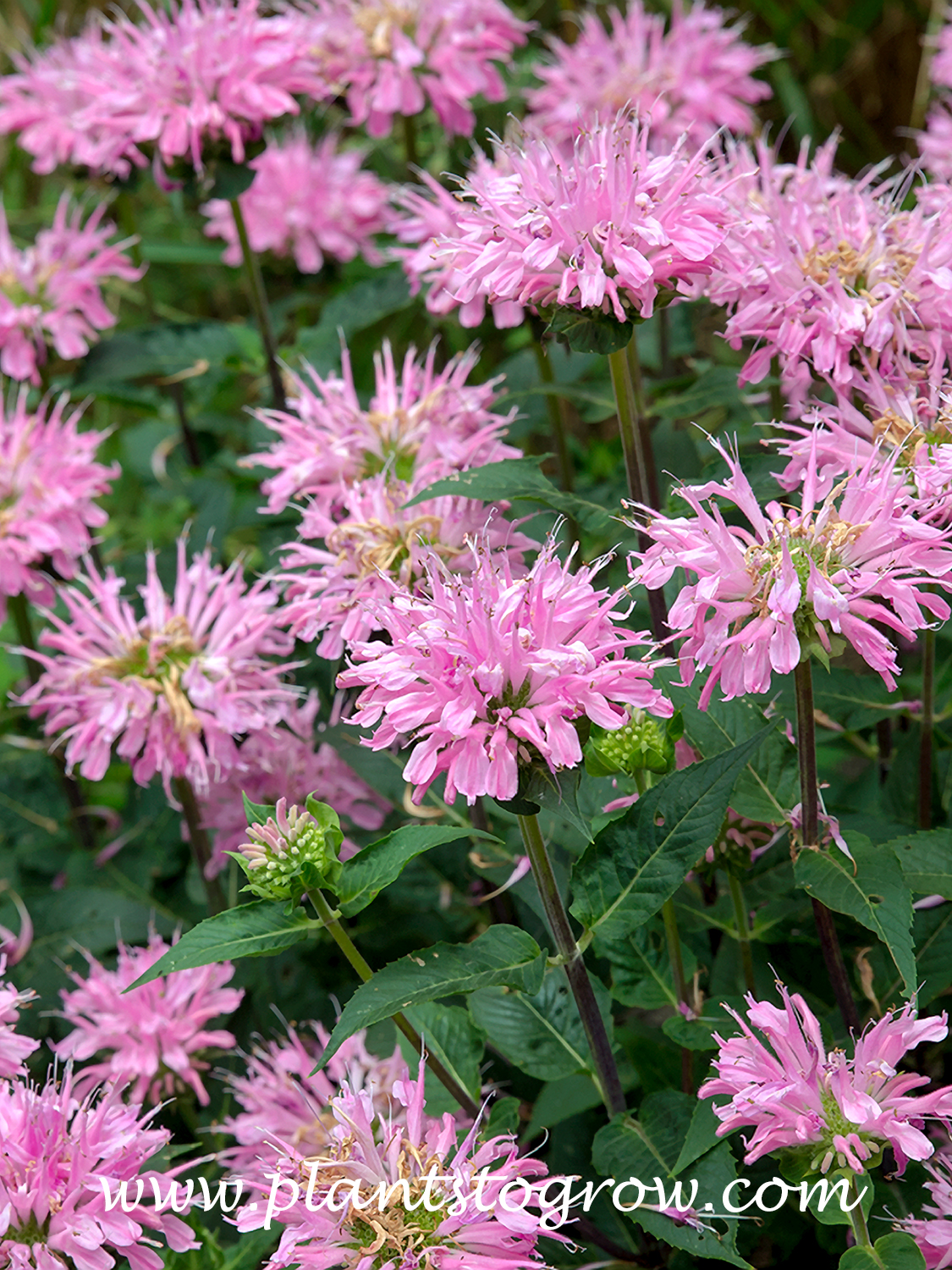Grand Mum Monarda (Monarda didyma)